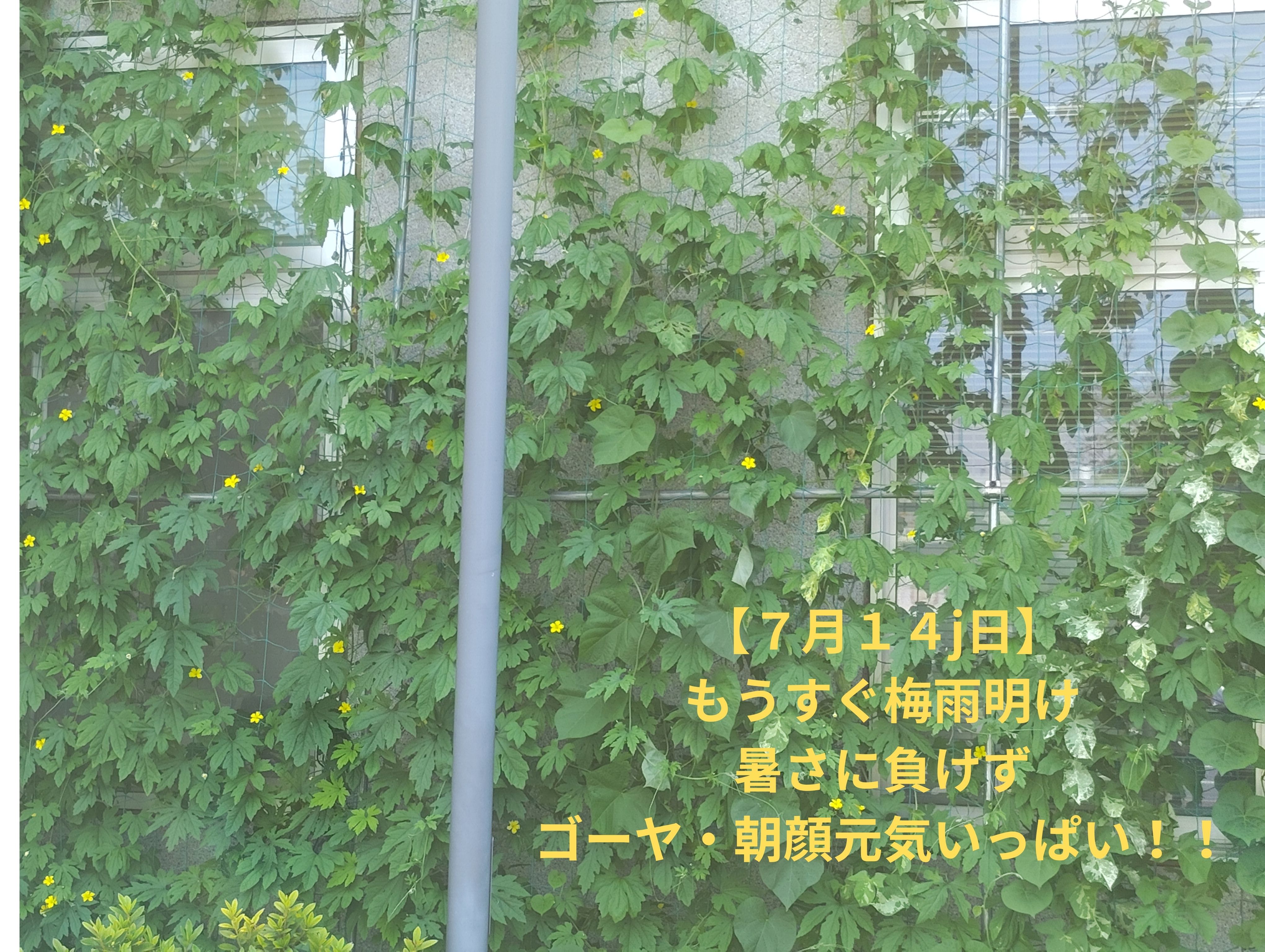 ゴーヤと朝顔