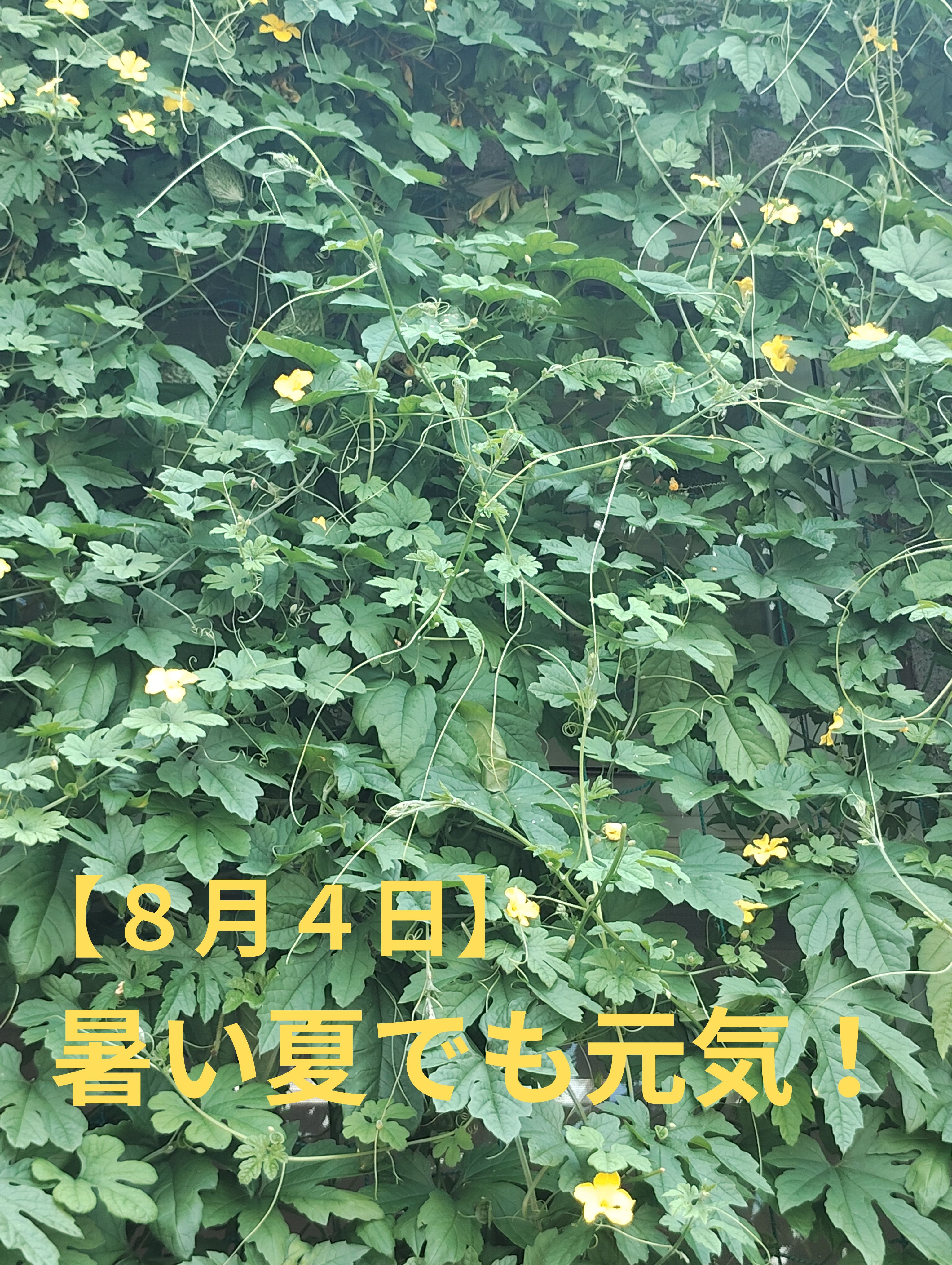 ゴーヤと朝顔