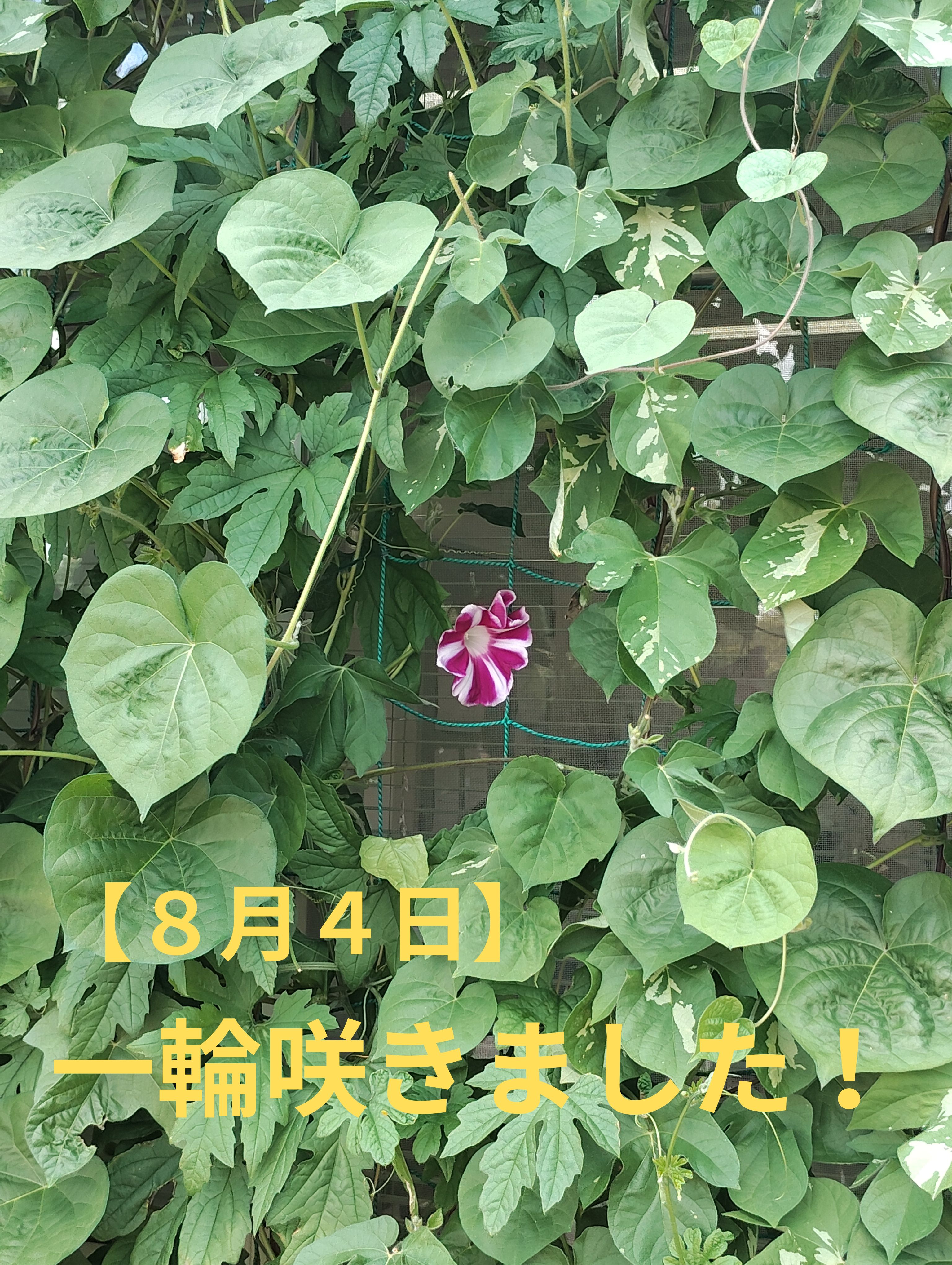 ゴーヤと朝顔